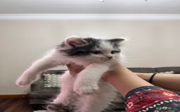 Ragdoll cats for sale: 2 half ragdoll kittens - 1 male 1 female - Image 2