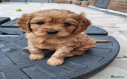 Cavapoo dogs for sale: F1B Cavapoo Puppies - Image 8