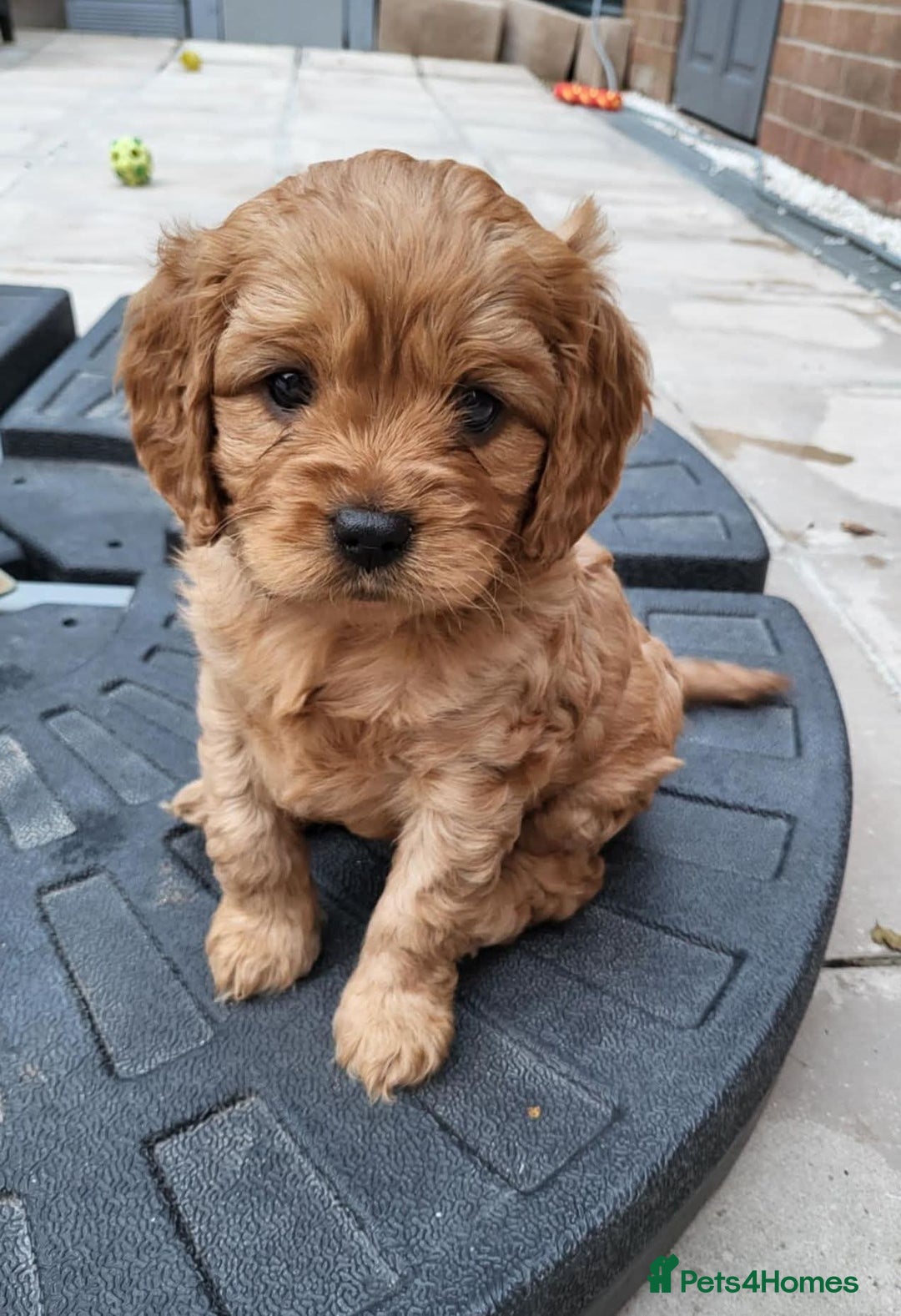 Cavapoo dogs for sale: F1B Cavapoo Puppies - Image 8