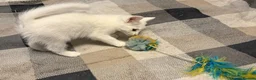 Mixed Breed cats for sale: Adorable White Ragdoll Cross Kittens For Sale - Advert 3