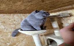 British Shorthair cats for stud: BEST QUALITY STUD -IMPORTED FROM EU in Cheltenham - Image 8
