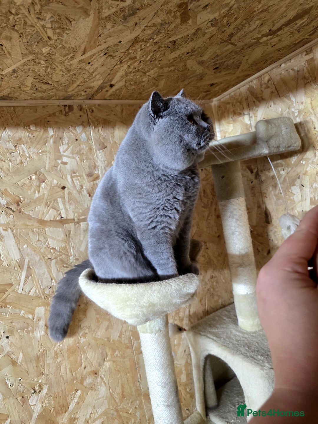 British Shorthair cats for stud: BEST QUALITY STUD -IMPORTED FROM EU in Cheltenham - Image 8