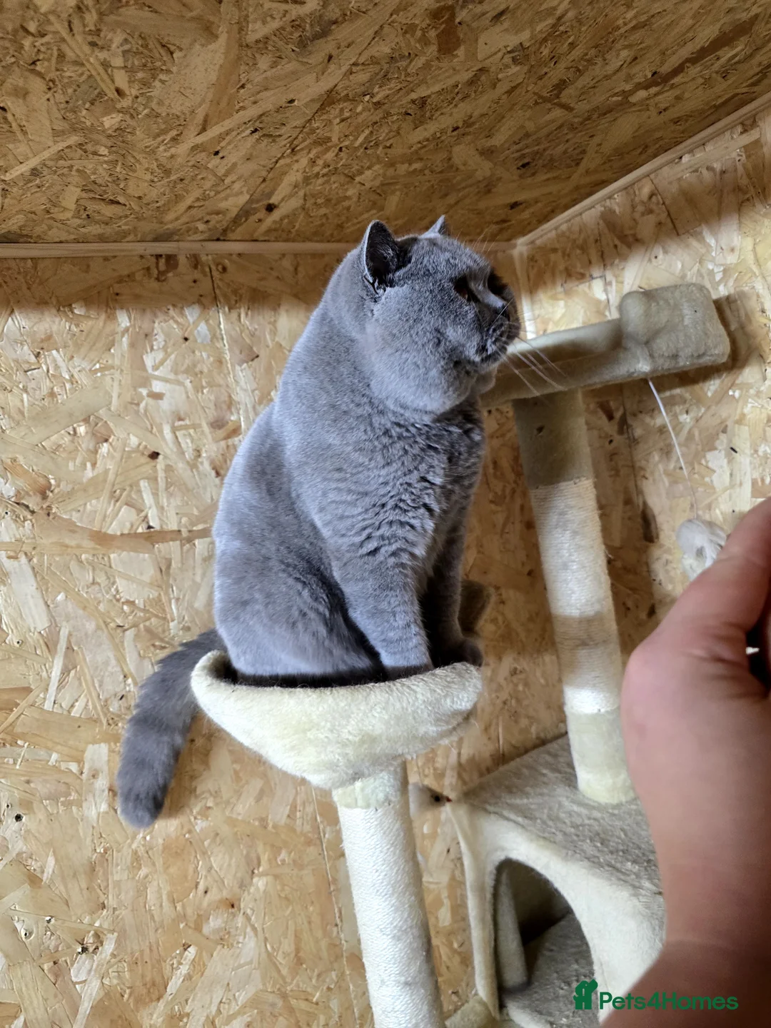 British Shorthair cats for stud: BEST QUALITY STUD -IMPORTED FROM EU in Cheltenham - Advert 8