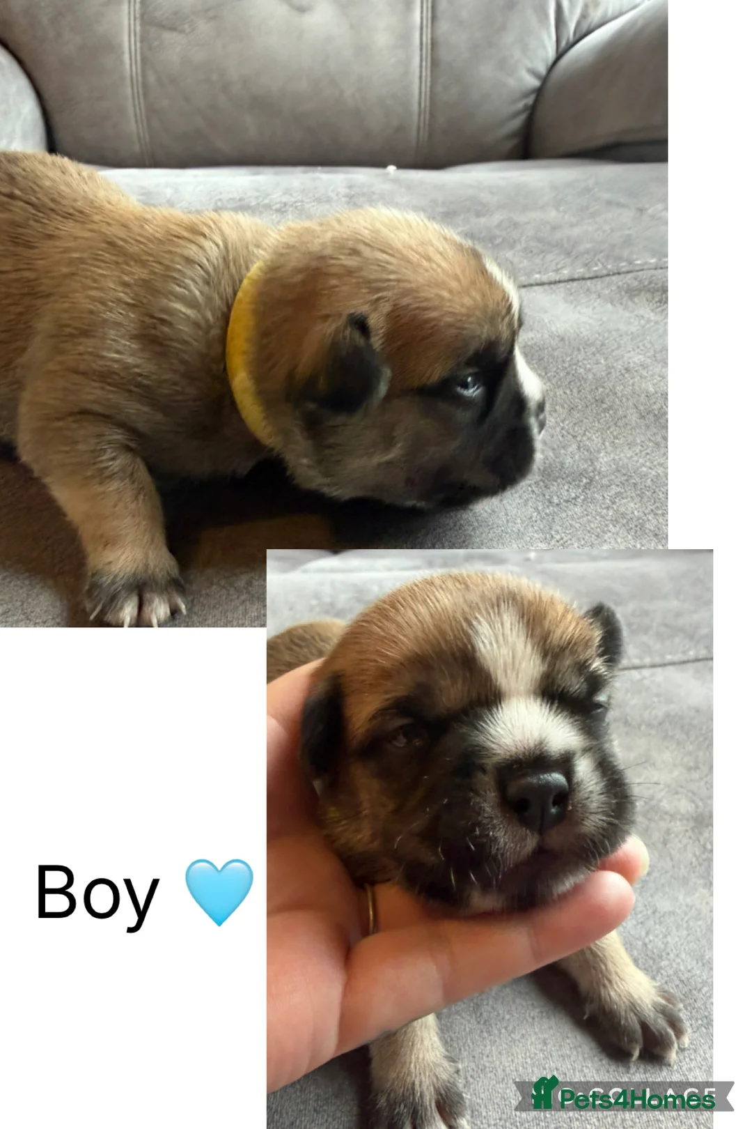 Mixed Breed dogs for sale: Shih-boodle - Advert 15