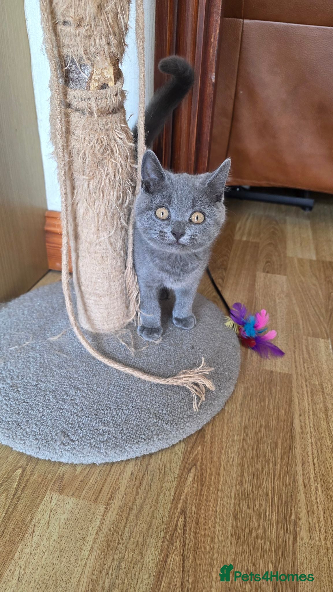 British Shorthair cats CUTE PEDIGREE BSH SHORTHAIR  - Advert 13