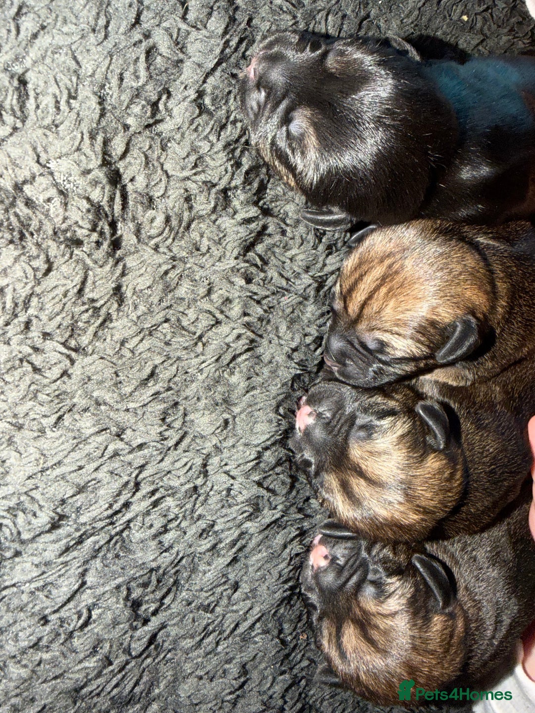 Border Terrier dogs for sale: Kc registered outstanding Border Terrier Pups  - Advert 12