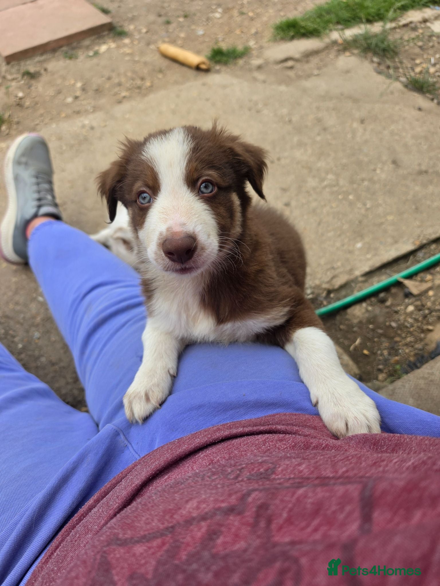 Border Collie dogs Border collie puppies - Advert 1