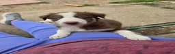 Border Collie dogs for sale: Border collie puppies - Advert 2