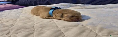 Labrador Retriever 2