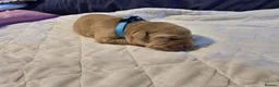 Labrador Retriever dogs for sale: Adorable Fox Red Labrador Puppies for sale. - Advert 4