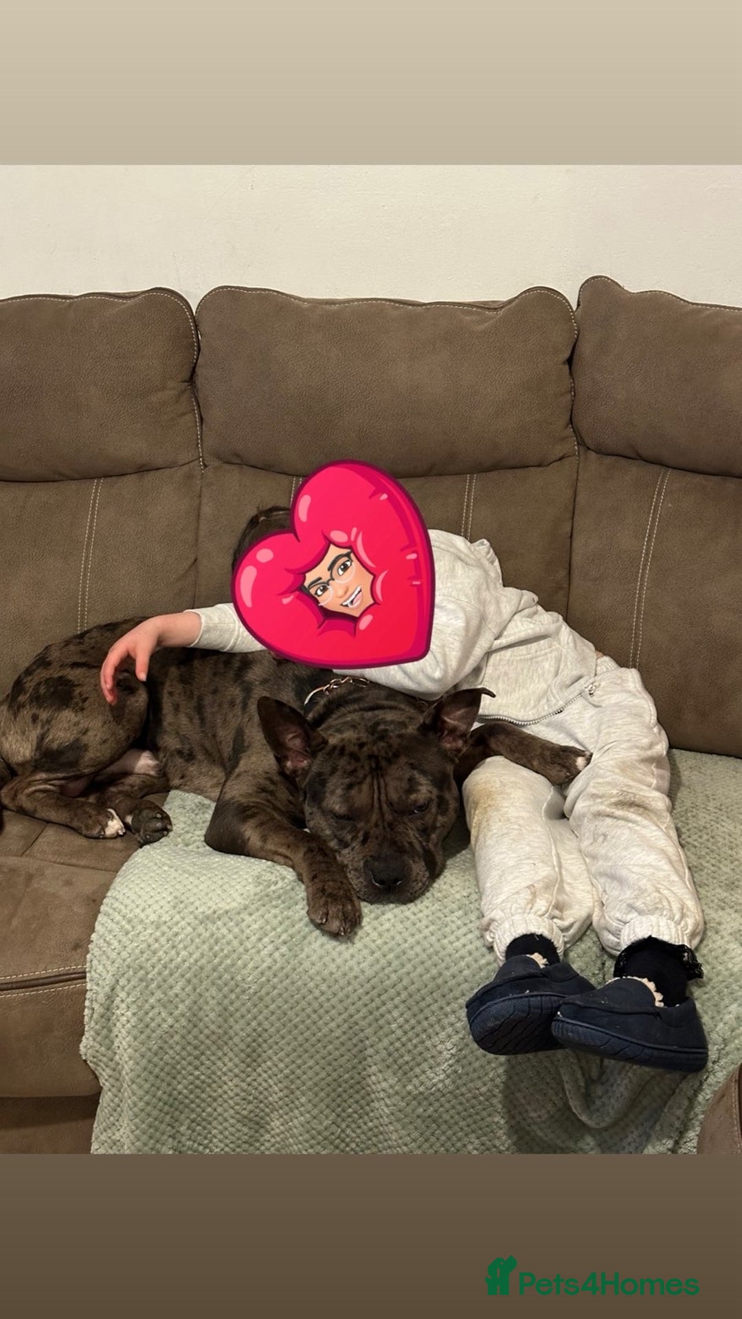 Mixed Breed dogs for sale: Storm - Advert 3