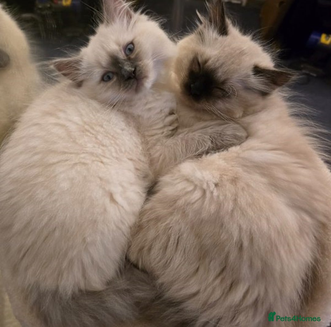 Ragdoll cats for sale: active pure Ragdoll kittens for sale - Image 3