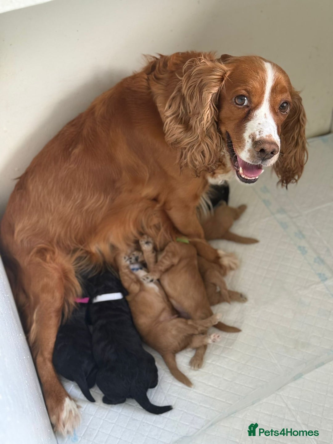 Cockapoo dogs for sale: 🐶 Adorable cockapoos 🐶 - Image 1