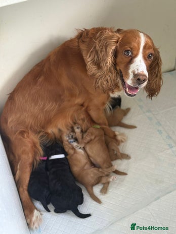 Cockapoo dogs - Advert 1