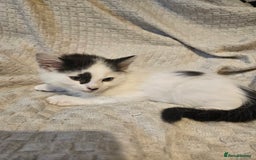 Mixed Breed cats for sale: 8 lovely kittens for sale - Image 9