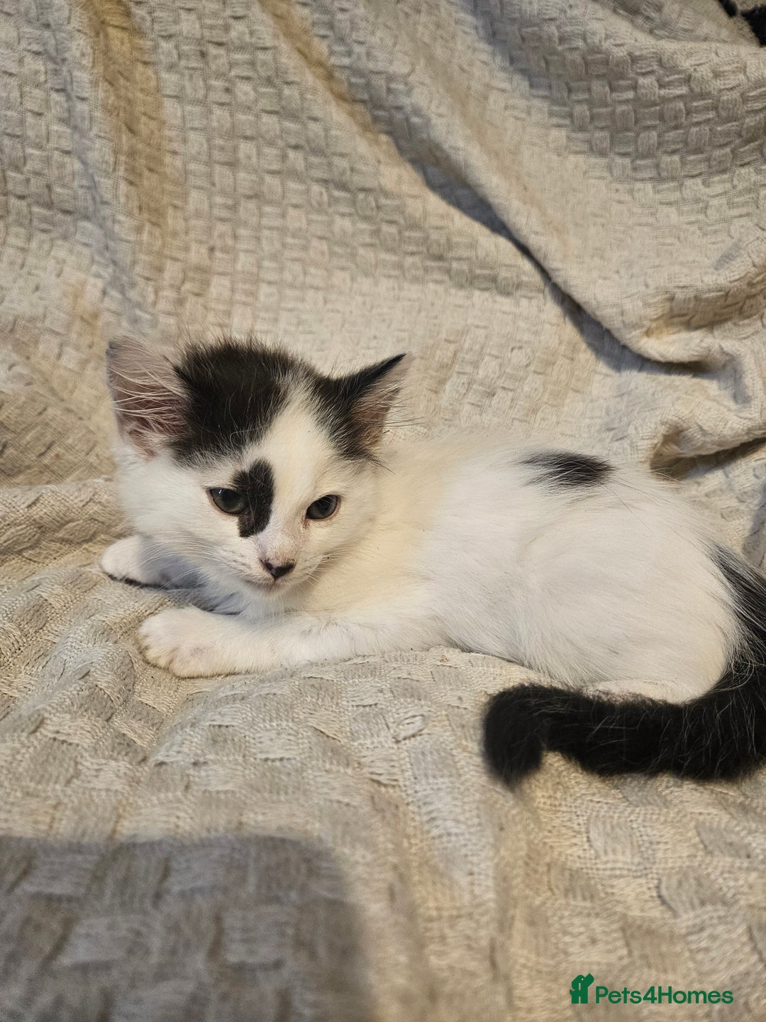 Mixed Breed cats for sale: 8 lovely kittens for sale - Image 9