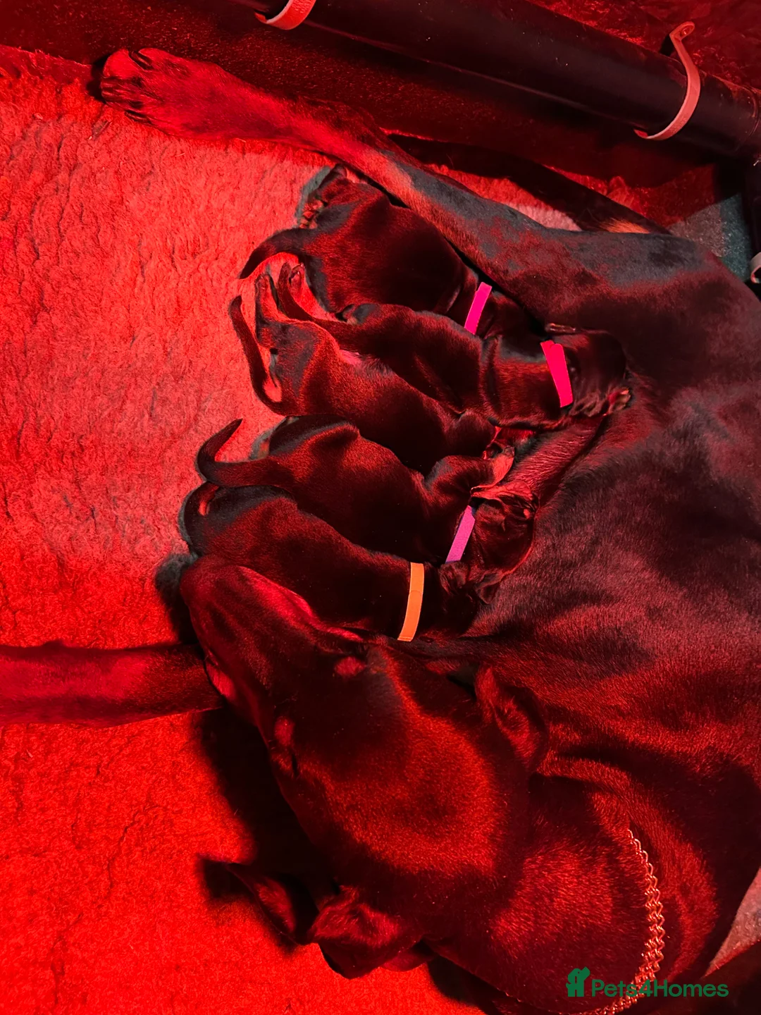 Dobermann dogs for sale: Beautiful Dobermann puppies  in Kington - Advert 5