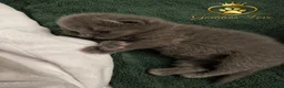 British Shorthair cats for sale: Amazing Pedigree British Shorthair Kittens  - Advert 2
