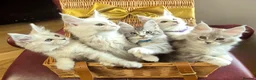 Maine Coon cats for sale: 🎀 GCCF Pedigree Maine Coon Kittens - Advert 3