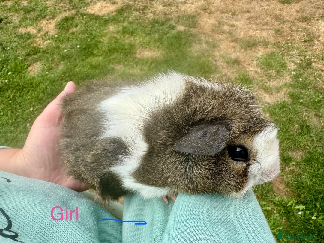 Guinea Pig rodents for sale: Baby guinea pigs  - Advert 2