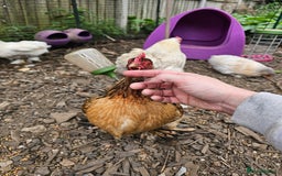 Chickens poultry for sale: ** Stunning friendly Pekin Cockerals available **  - Image 22