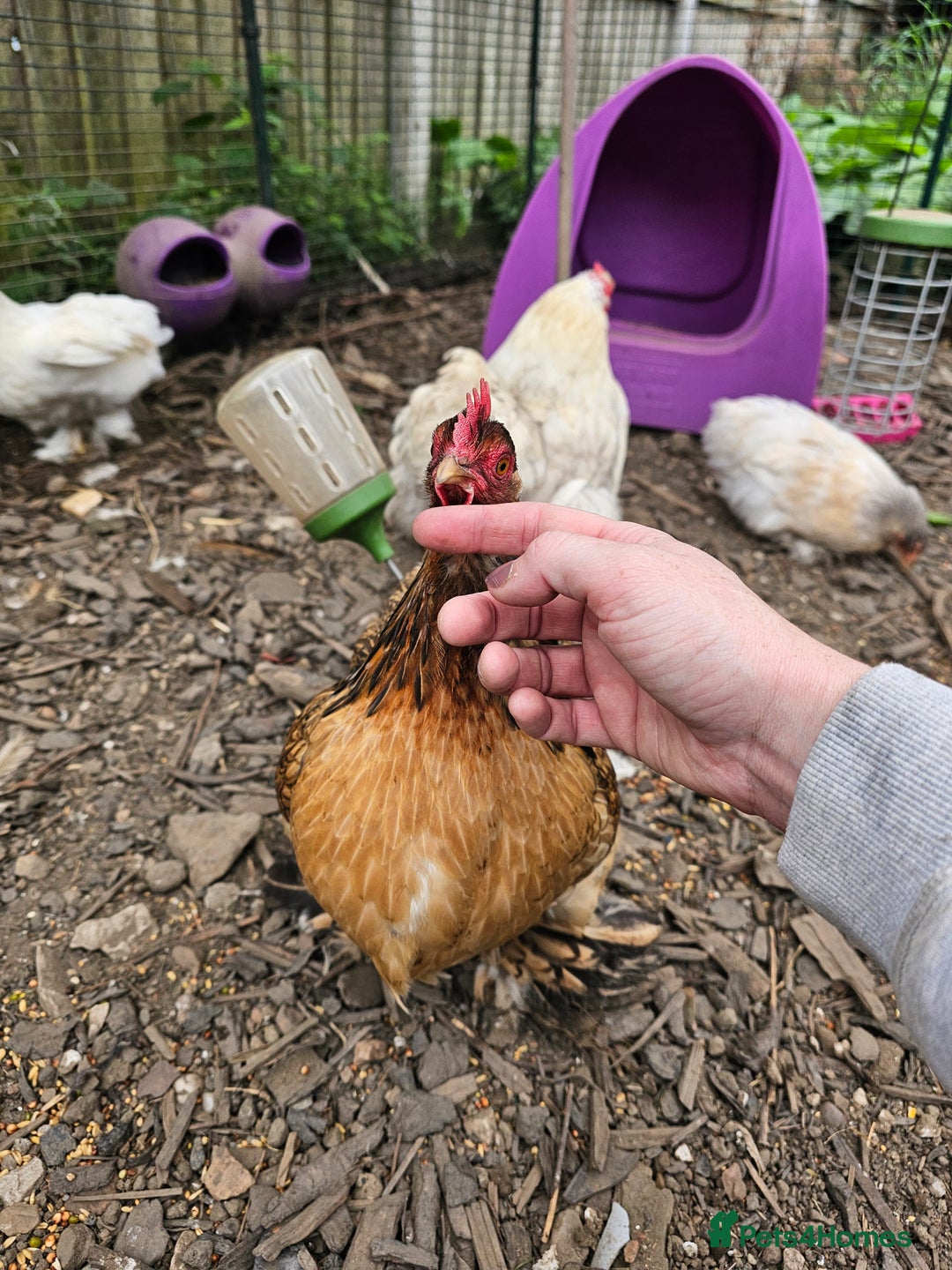 Chickens poultry for sale: ** Stunning friendly Pekin Cockerals available **  - Image 22