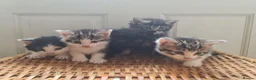 Mixed Breed cats for sale: 5 kittens for sale  - Advert 18