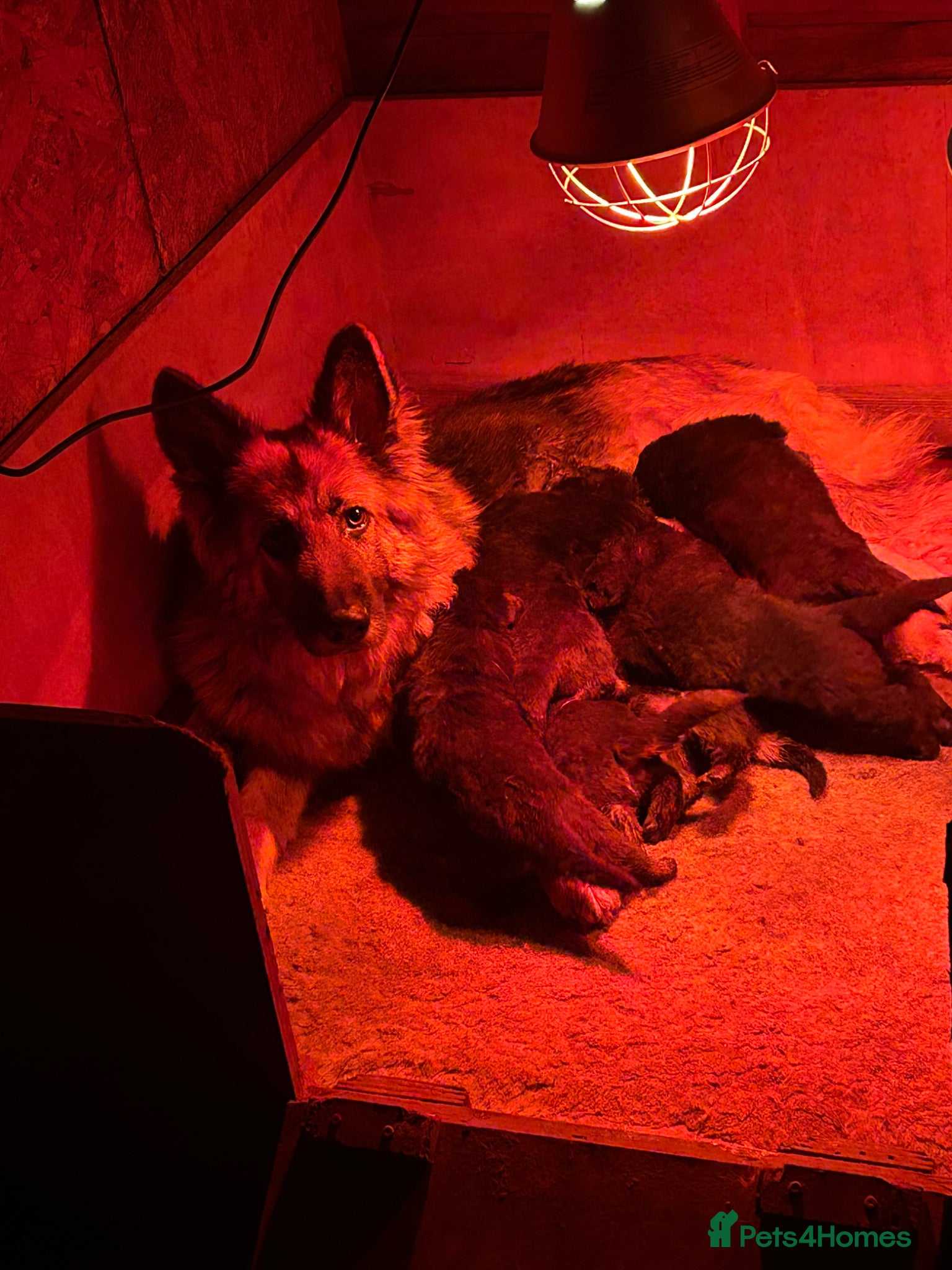 German Shepherd dogs Stunning KC Reg German Shepherd Puppies - Advert 2