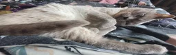 British Shorthair cats for sale: GCCF ACTIVE LILAC COLOURP BRITISH SHORT HAIR MALE  - Advert 7
