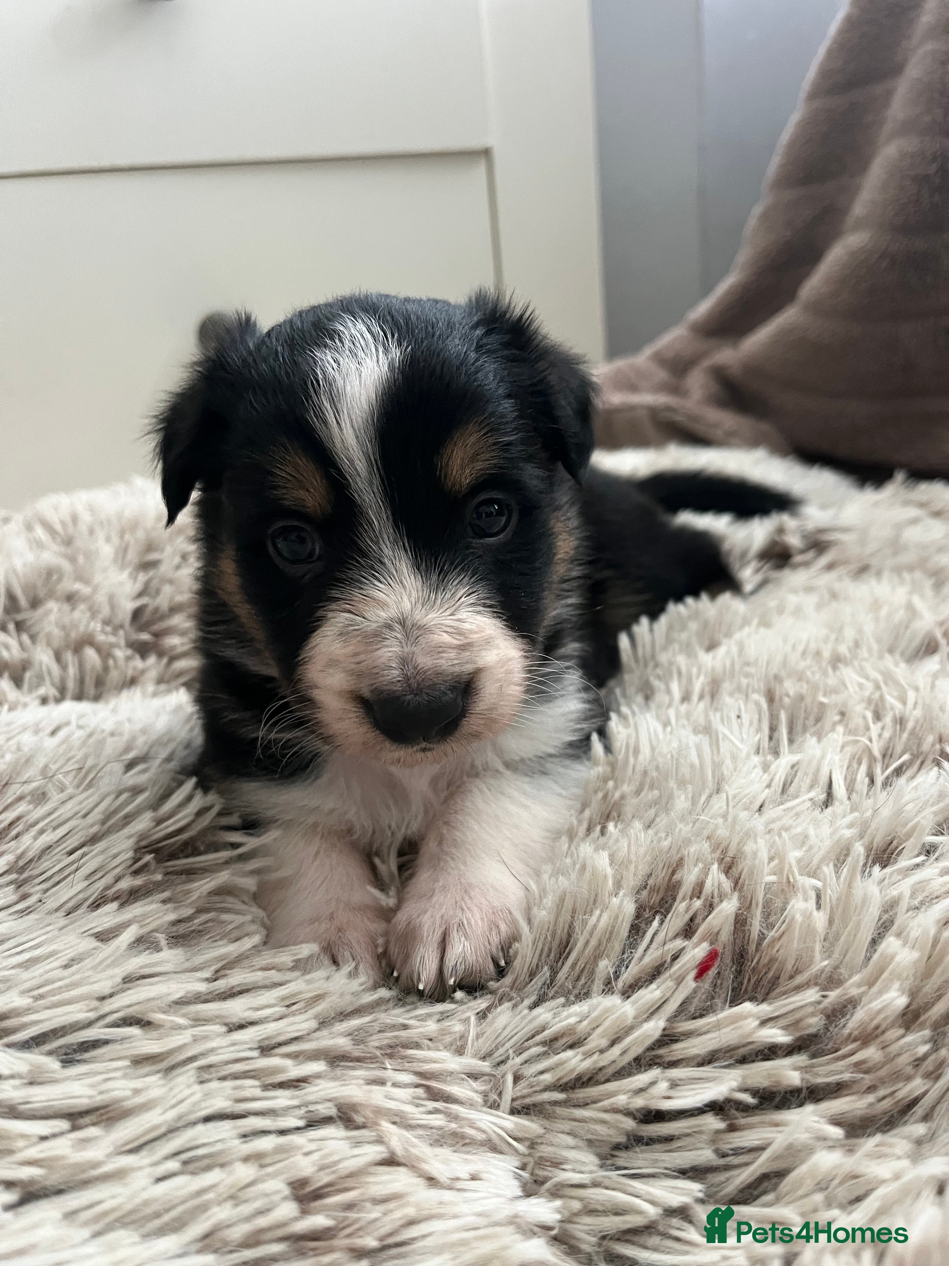 Border Collie dogs Pure Bred Border Collie Puppies - Advert 9