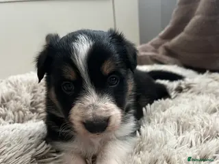 Border Collie dogs Pure Bred Border Collie Puppies - Advert 9