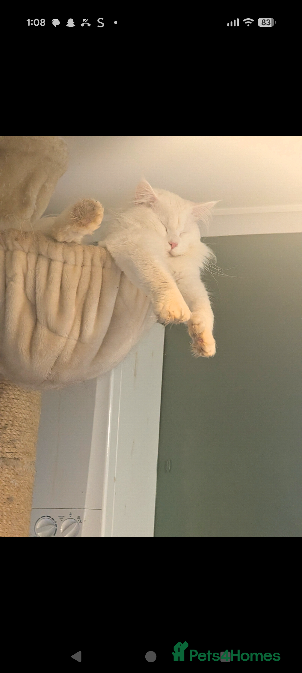 Maine Coon cats Stunning Polydactyl Maine Coon Kittens for Sale  - Advert 4