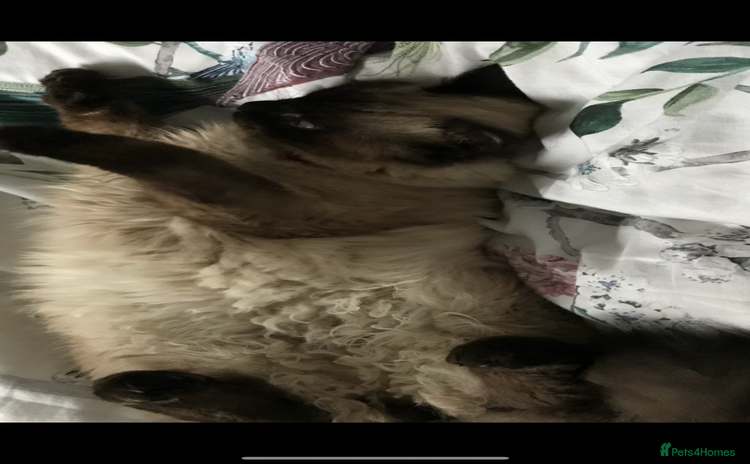 Ragdoll cats - Advert 1