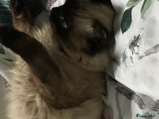 Ragdoll cats - Advert 12
