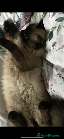 Ragdoll cats - Advert 15