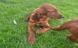 Irish Setter dogs for sale: Outstanding Irish setter puppies  - Image 19