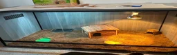 Hermann Tortoise reptiles for sale: Baby Herman Tortoise - Advert 8
