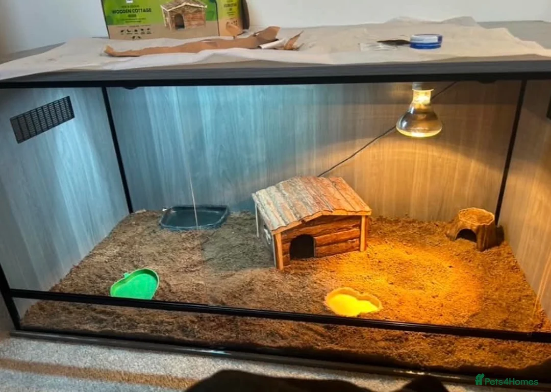 Hermann Tortoise reptiles for sale: Baby Herman Tortoise - Advert 8
