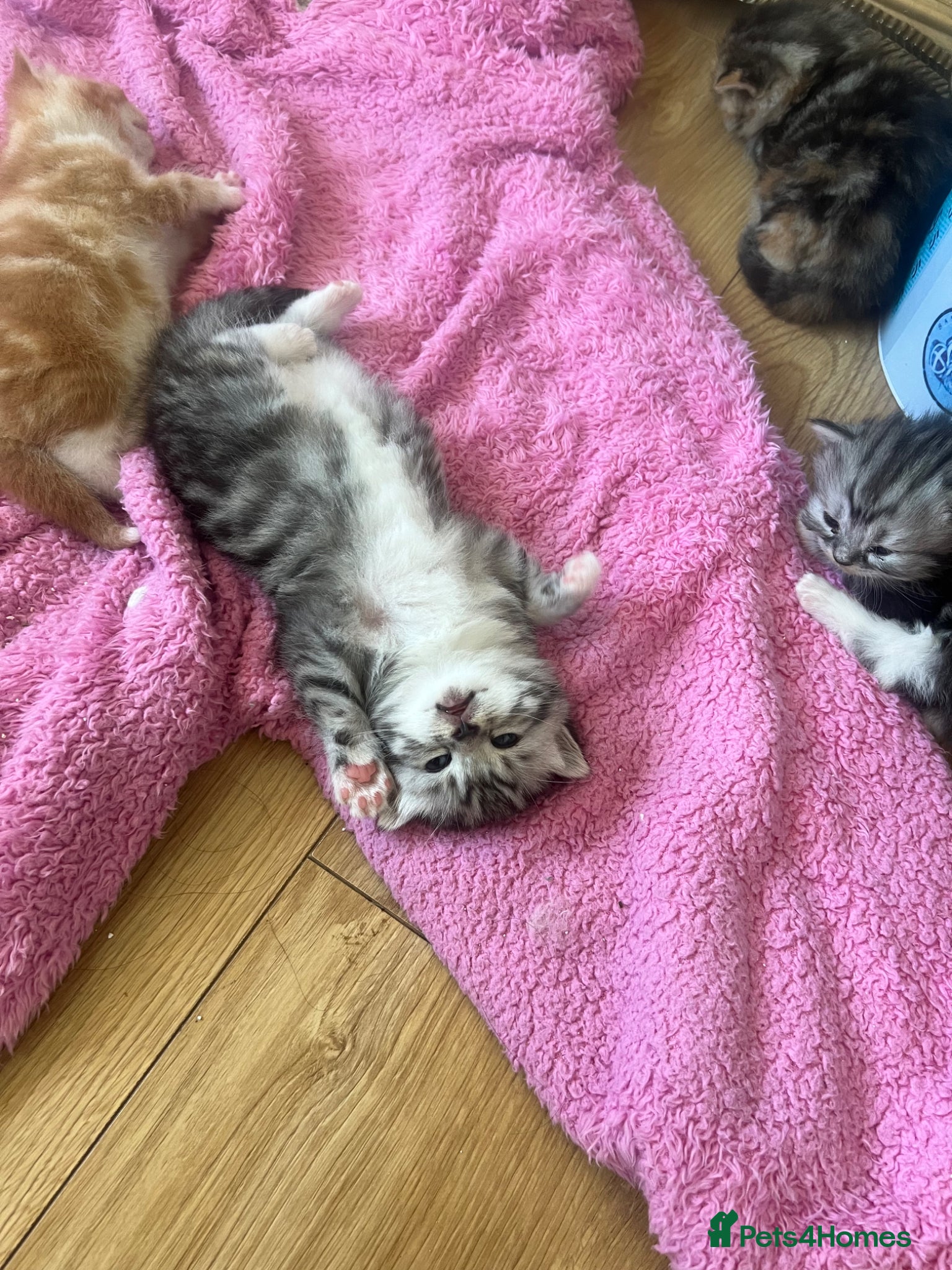 Persian cats Half Persian Kittens - Advert 6