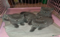 British Shorthair cats for sale: Little british shorthair kittens  - Image 2
