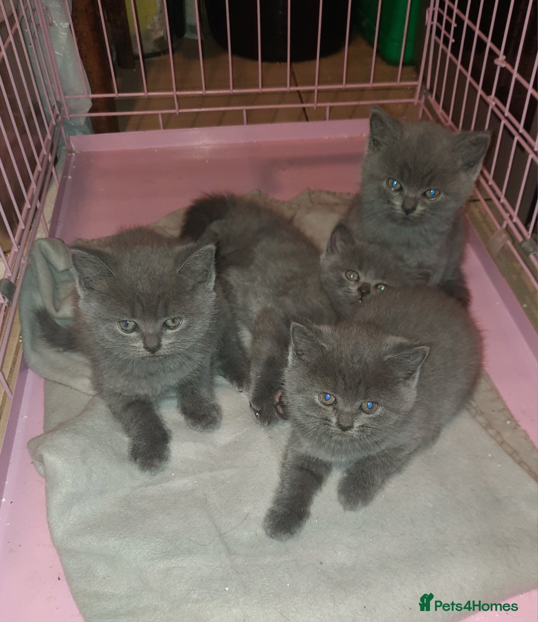 British Shorthair cats for sale: Little british shorthair kittens  - Image 2