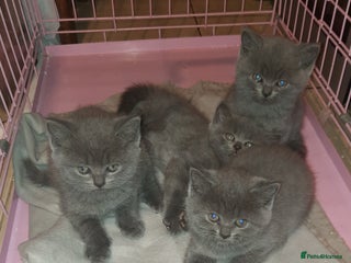 British Shorthair cats Gorgeous british shorthair male - Advert 13