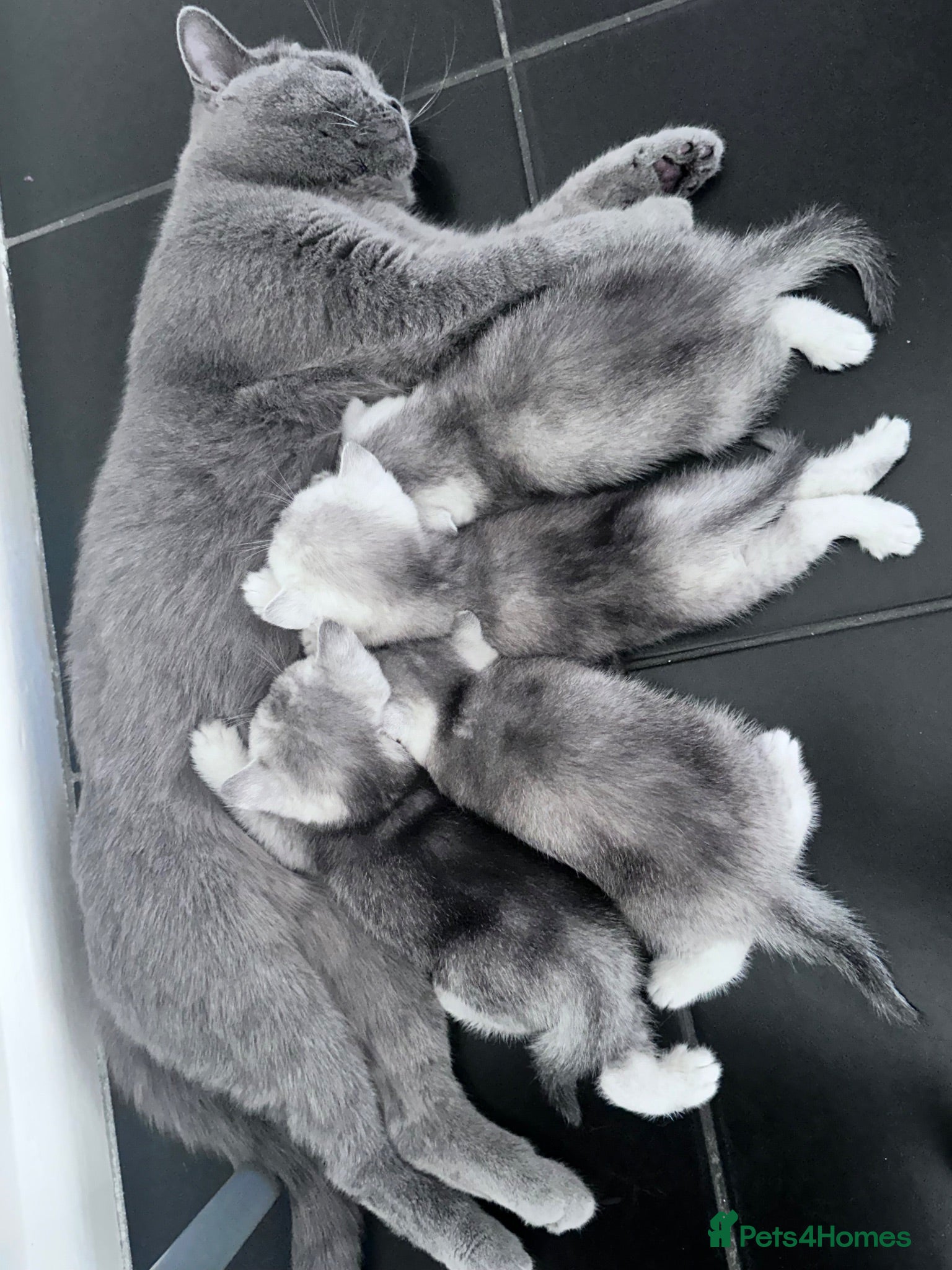 British Shorthair cats Kittens for sale  - Advert 1