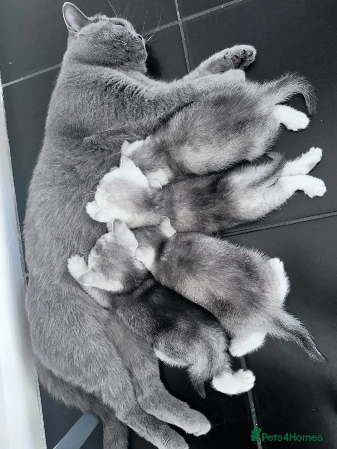 British Shorthair cats for sale: Kittens for sale  - Advert 1