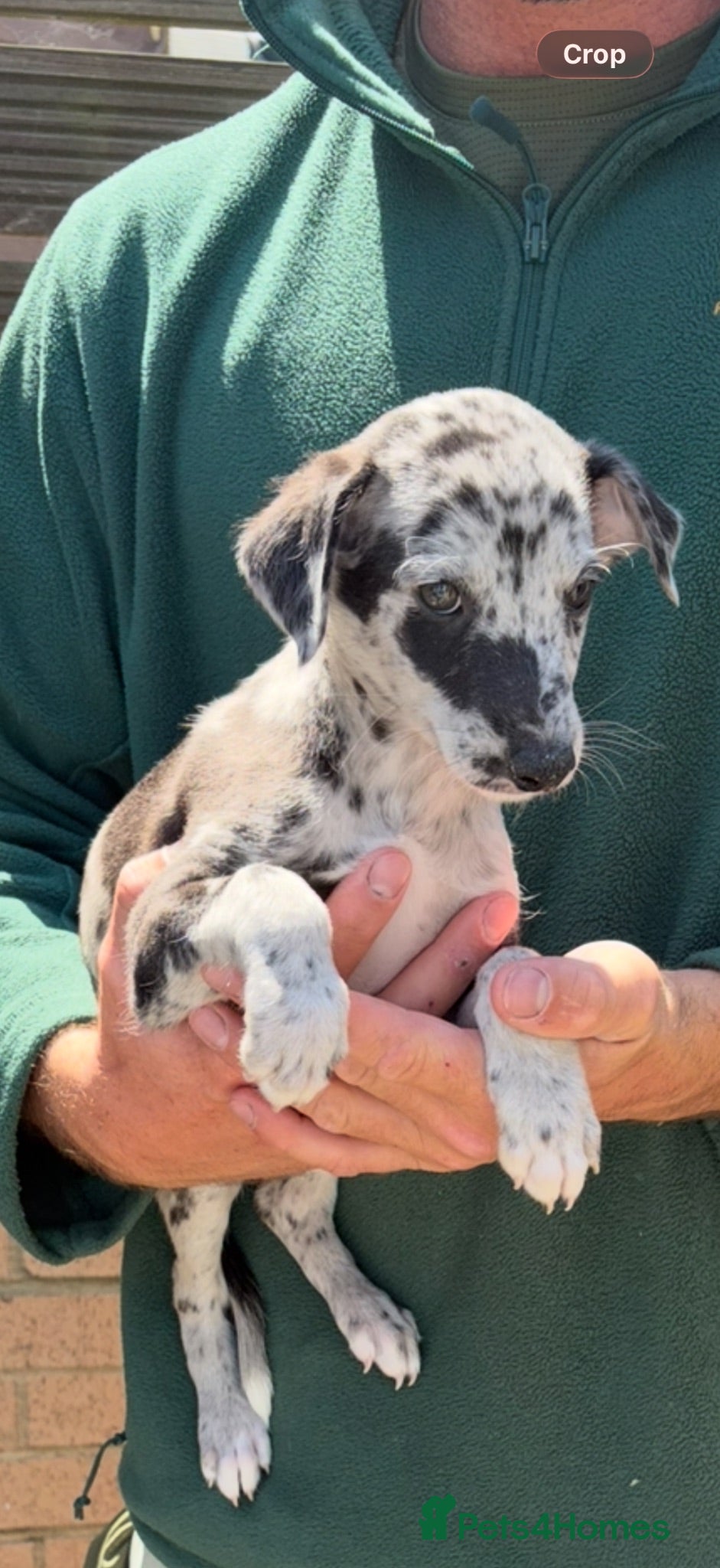 Lurcher dogs Genuine 3/4 whippet 1/4 collie pups for sale  - Advert 3