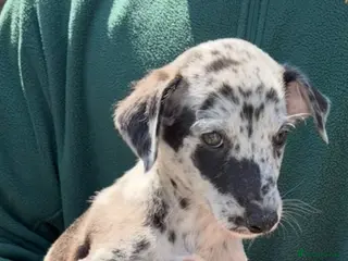 Lurcher dogs Genuine 3/4 whippet 1/4 collie pups for sale - Advert 3