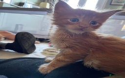 Maine Coon cats for sale: Maine coon babies  - Image 16