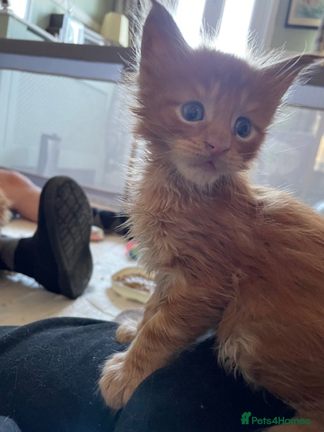 Maine Coon cats for sale: Maine coon babies  - Image 16