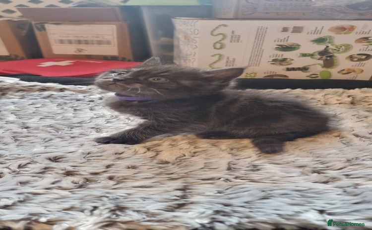 Persian cats - Advert 7