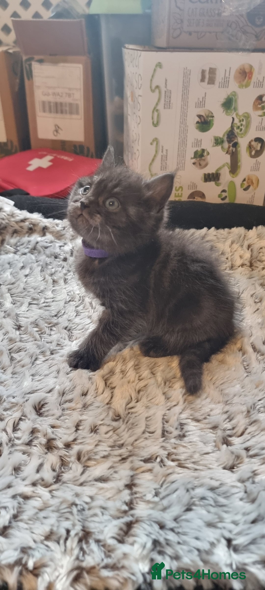 Persian cats for sale: Two loveable Persian kittens  - Image 4